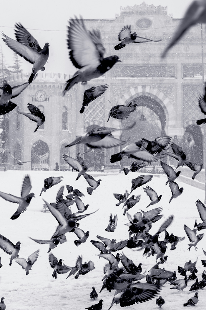 Pigeons caught mid-flight (black & white)