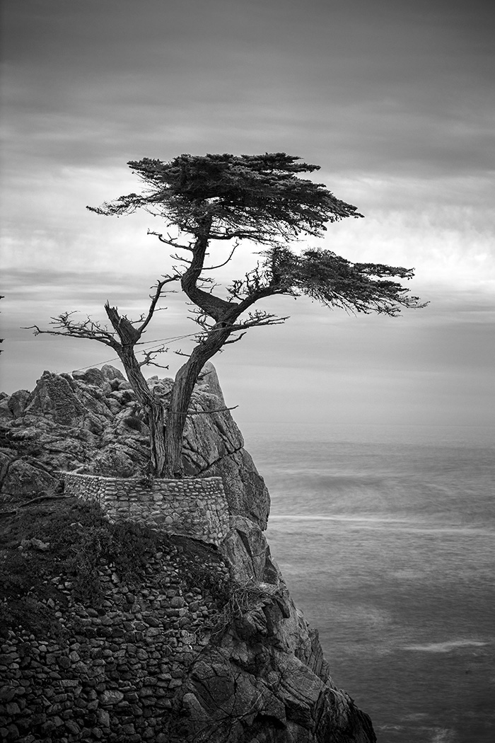 A single tree grows atop a cliffside (black & white)