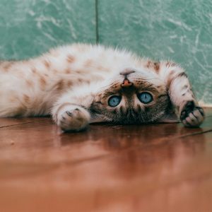 Little kitten with blue eyes lying on his back