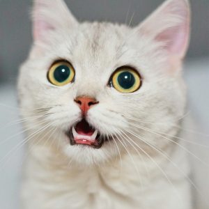 Close up of a white cat with yellow eyes