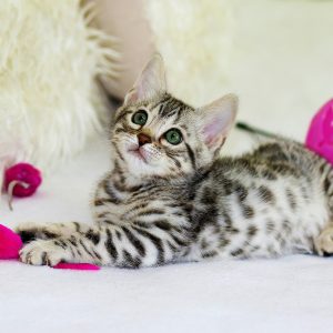 Little spotted kitten with a bright pink toy mouse