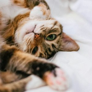 Tortoiseshell cat with green eyes reaching for the camera