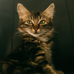 Long haired mackerel tabby kitten