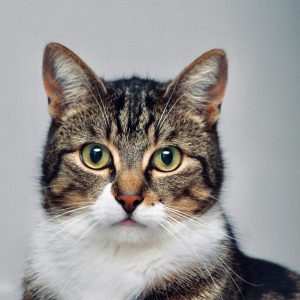 Adult male cat with a white chest and long whiskers
