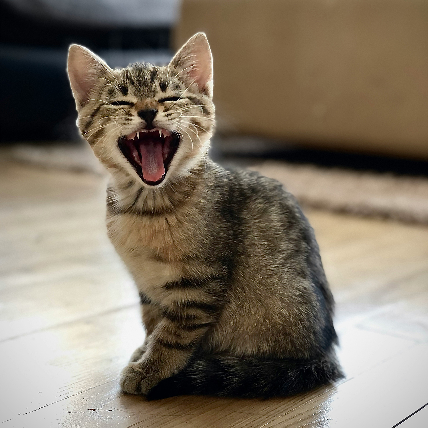 Mackerel tabby kitten sitting on a wooden floor and yawning widely
