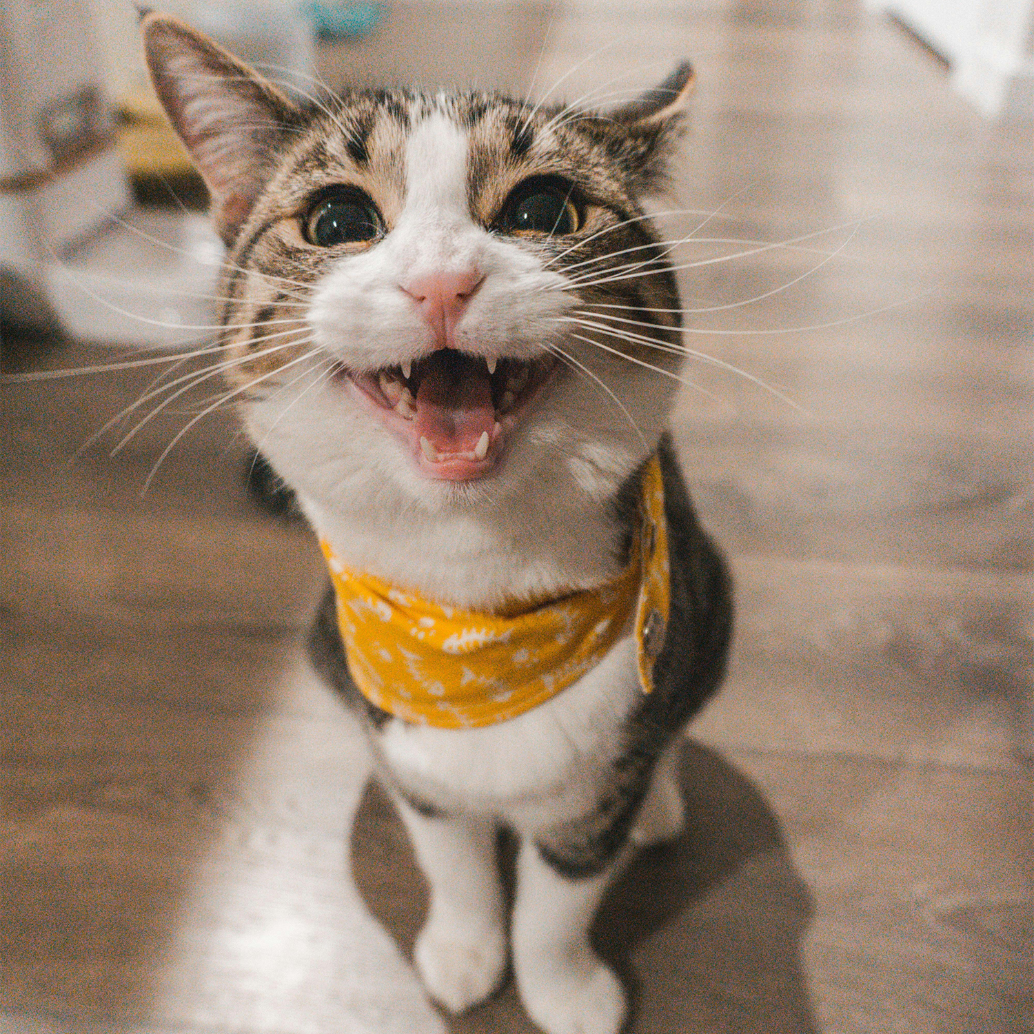 Mackerel tabby cat with a white lower torso and a yellow bandana around his neck