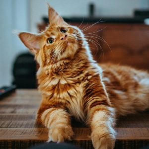 Long haired ginger cat with long whiskers lying on a table