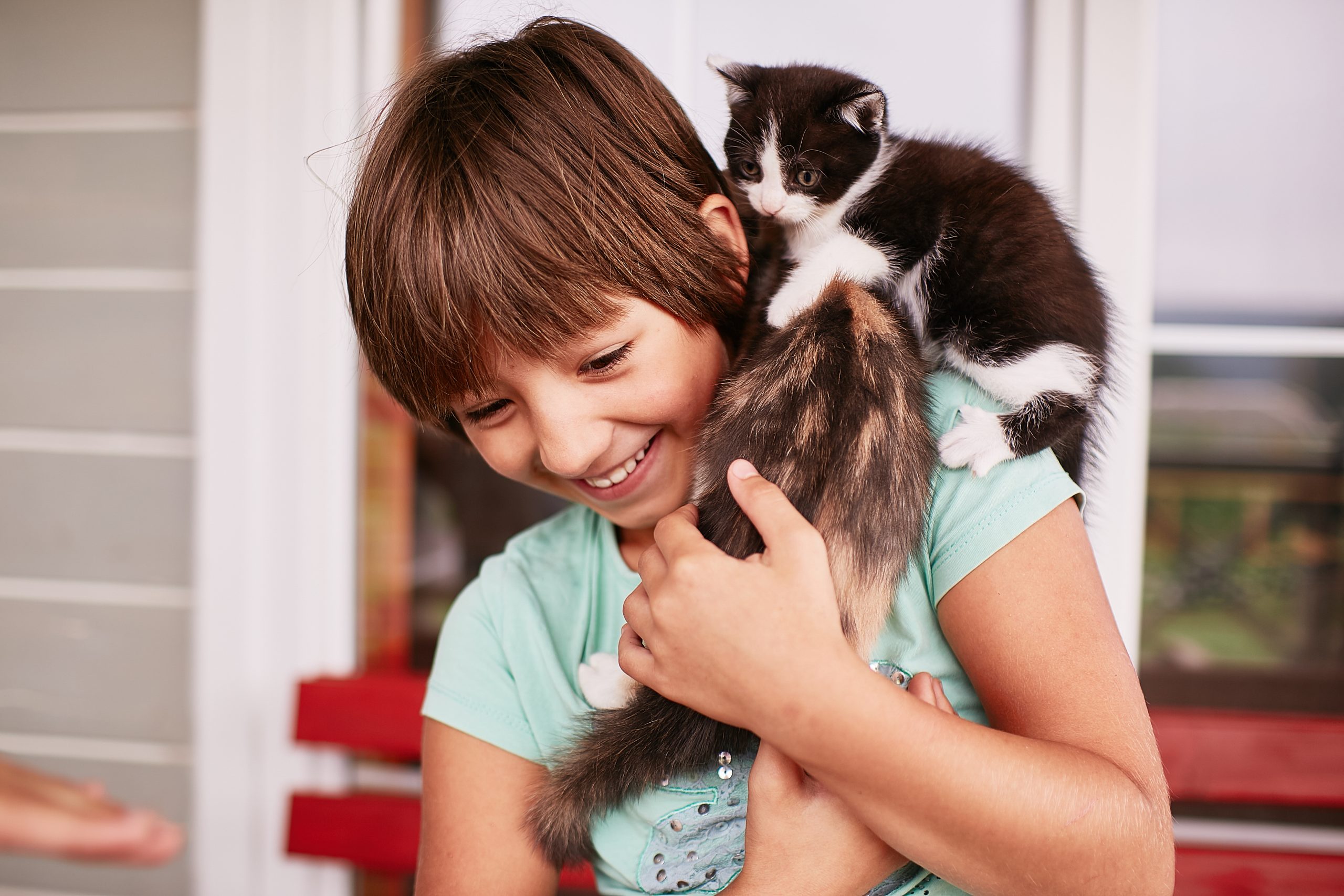 Two kittens (one black and white and one calico) climb all over a young boy in a blue shirt