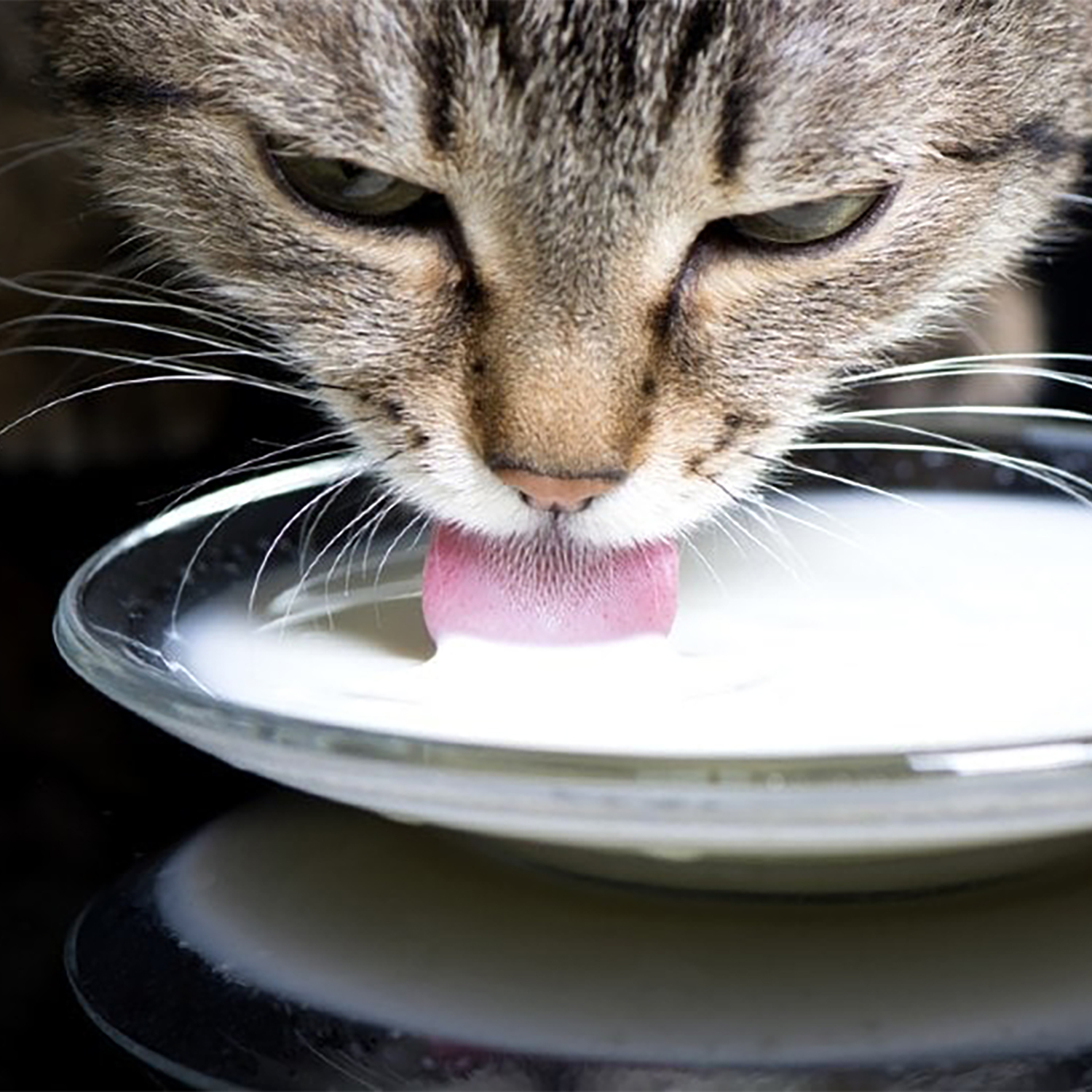 Cat drinking milk from a saucer