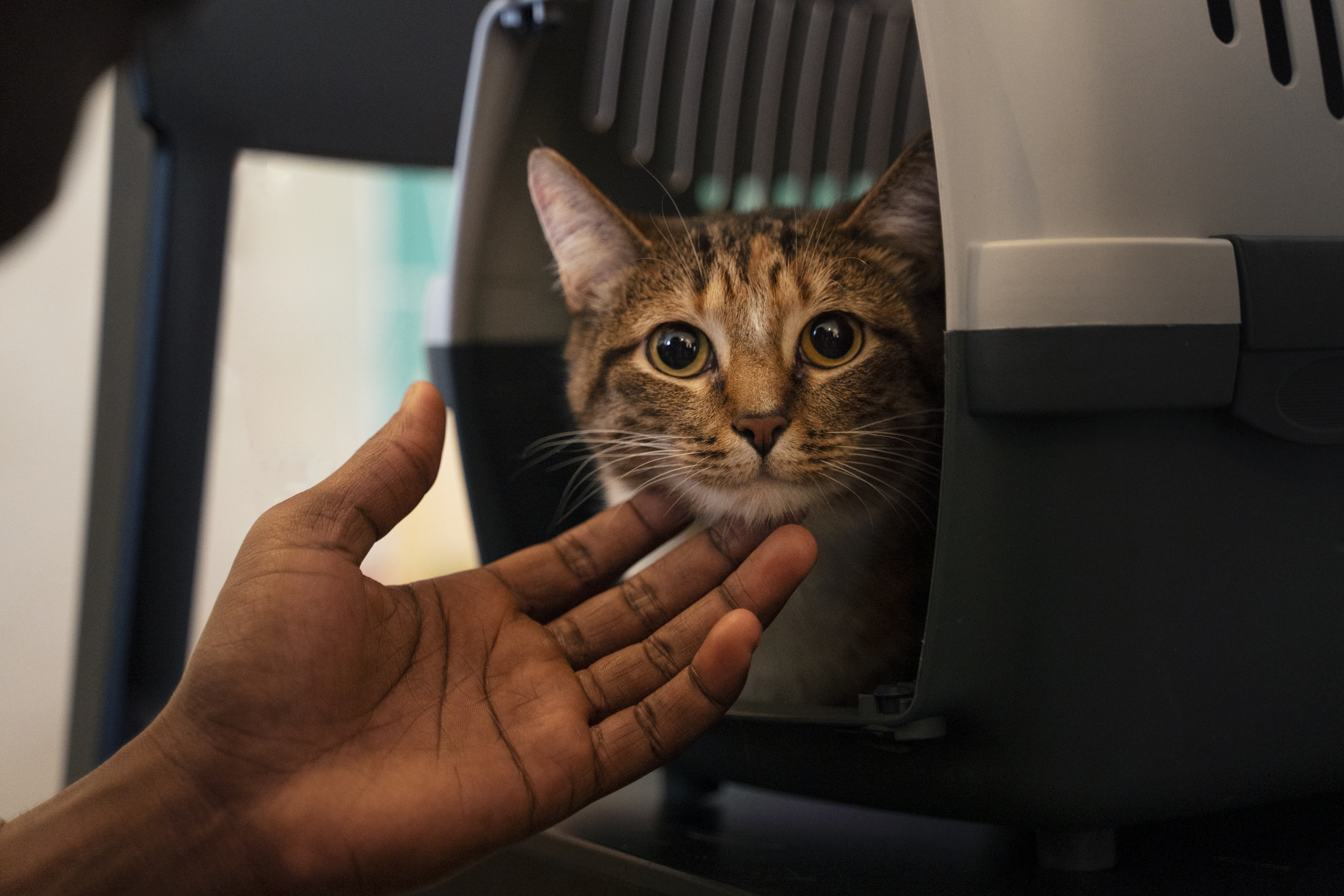 Cat in a pet carrier being scratched under the chin