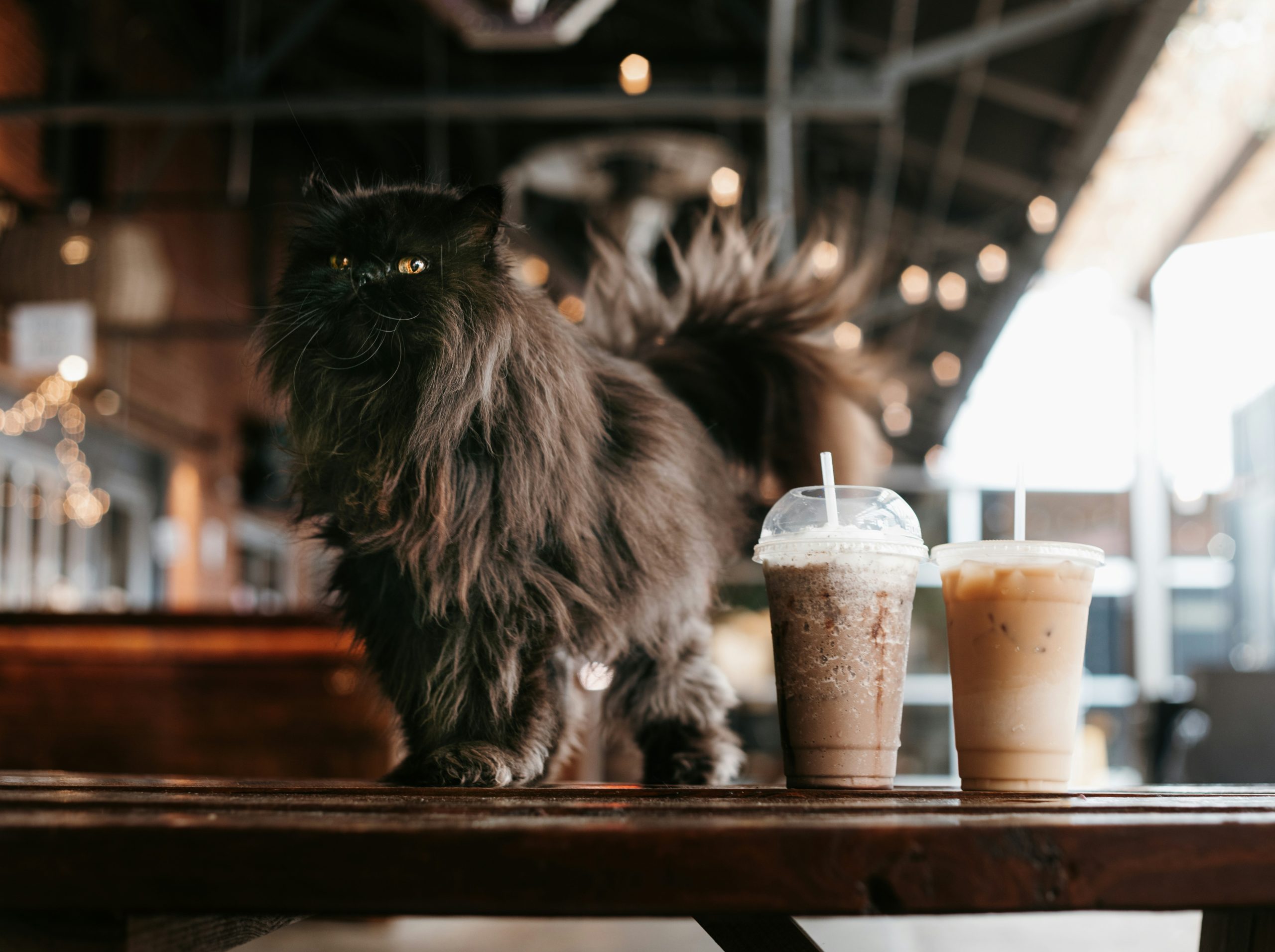Long-haired, fluffy black cat stands on a wooden counter next to two iced coffees in a cafe