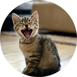 Our troublemaker Skip (tabby kitten)